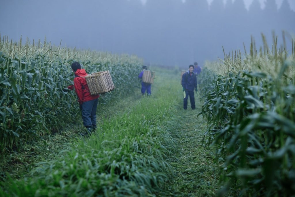 その日の朝採れのゴールドラッシュを、丁寧に選別し、出荷します。