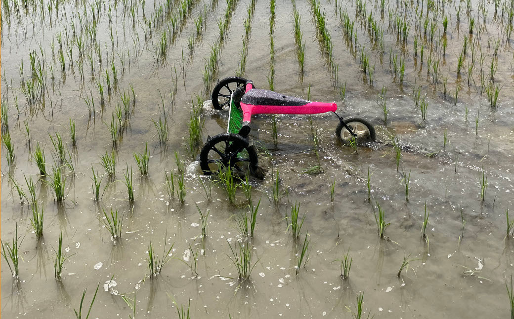 ミズニゴールが水面を濁らせて下から生えてくる雑草たちの光合成を遮ります