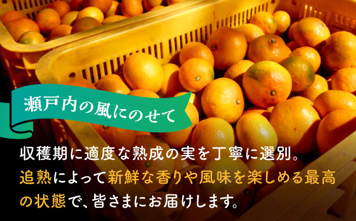 みかん ミカン mikan 柑橘 柑橘類 蜜柑 フルーツ 果物 果実