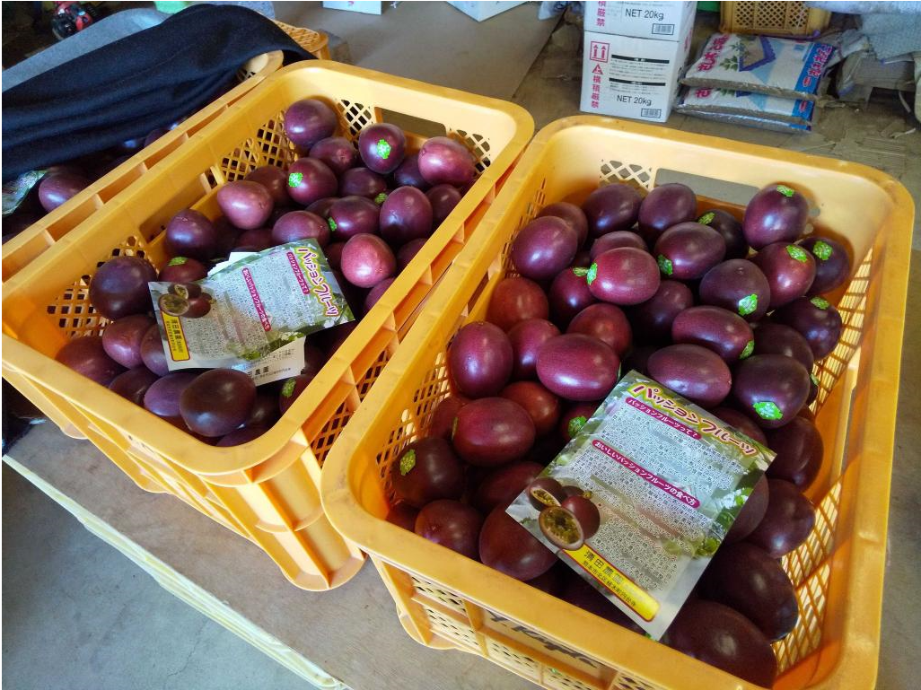 清田さんのパッションフルーツ 約1kg(9～15玉)