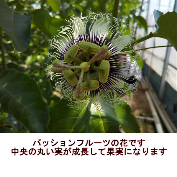 清田さんのパッションフルーツ 約1kg(9～15玉)