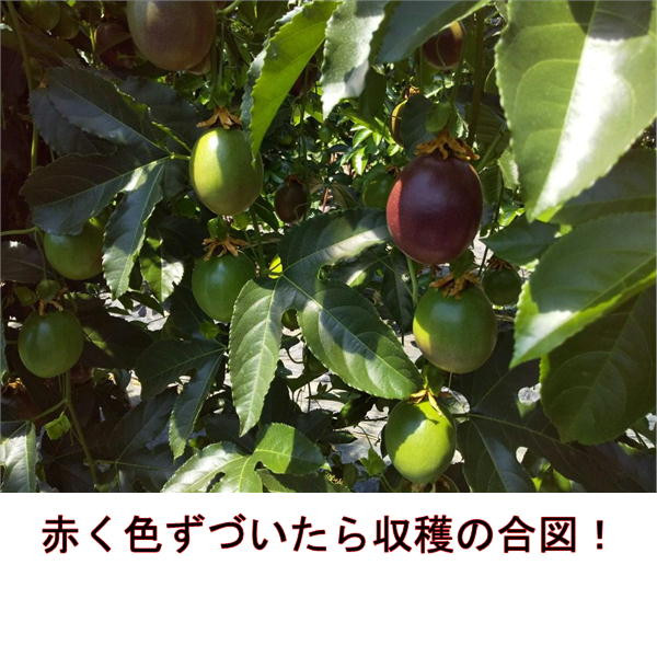 清田さんのパッションフルーツ 約1kg(9～15玉)