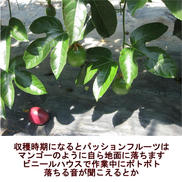 清田さんのパッションフルーツ 約1kg(9～15玉)
