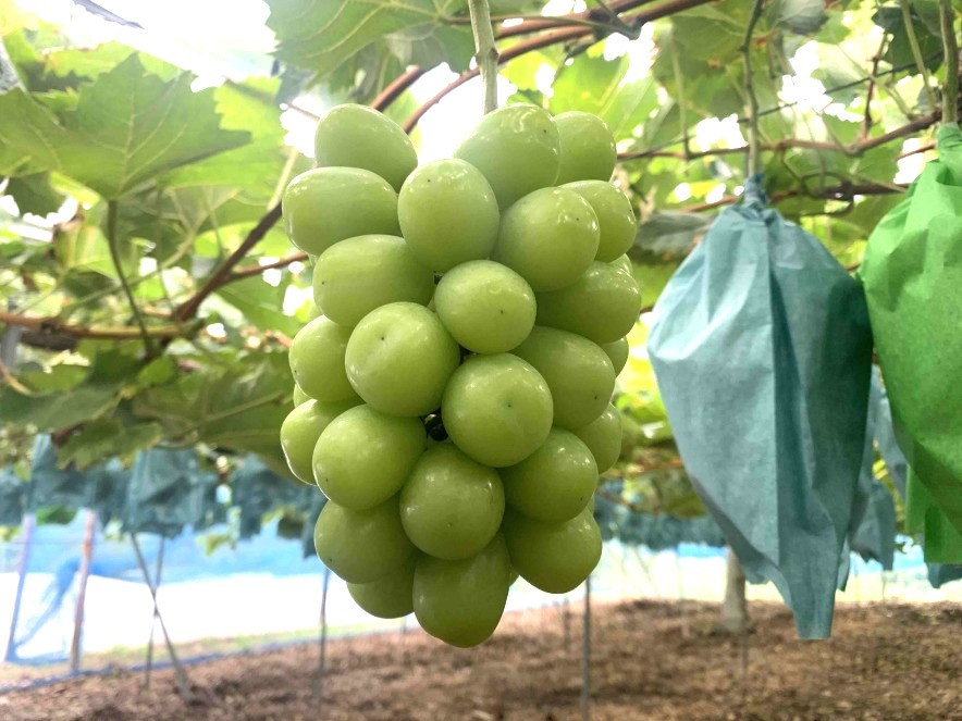 プリップリのシャインマスカットをお届けします！