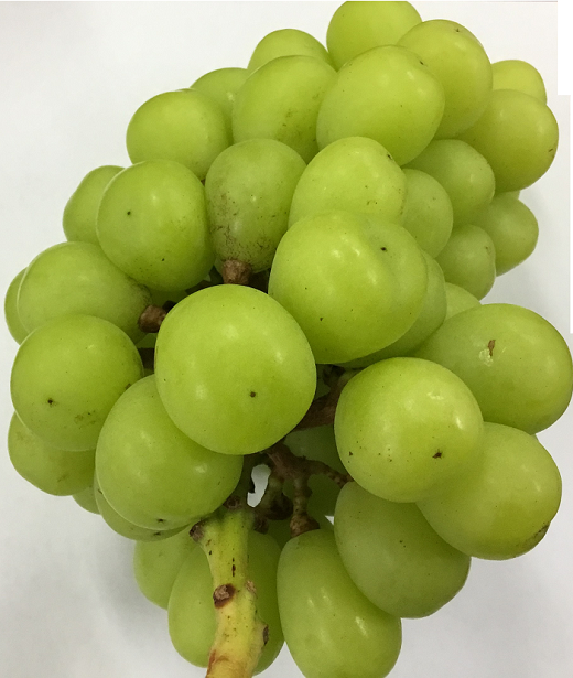 ※画像はイメージです。