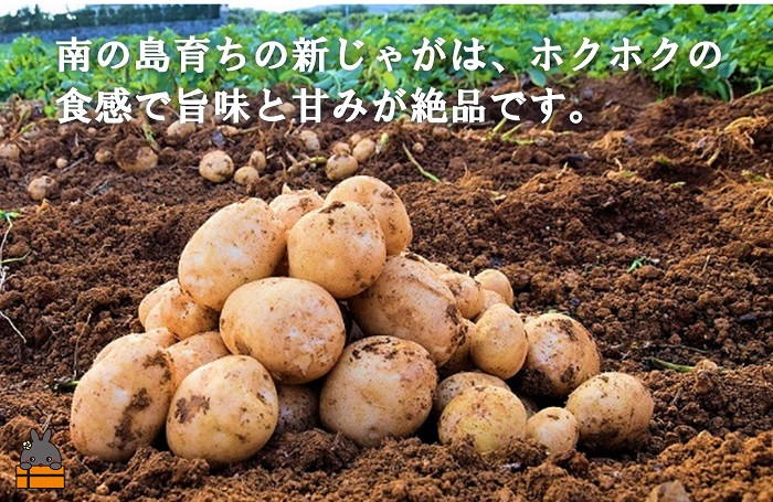 南の島育ちの新じゃがの美味しさに驚いて下さい。