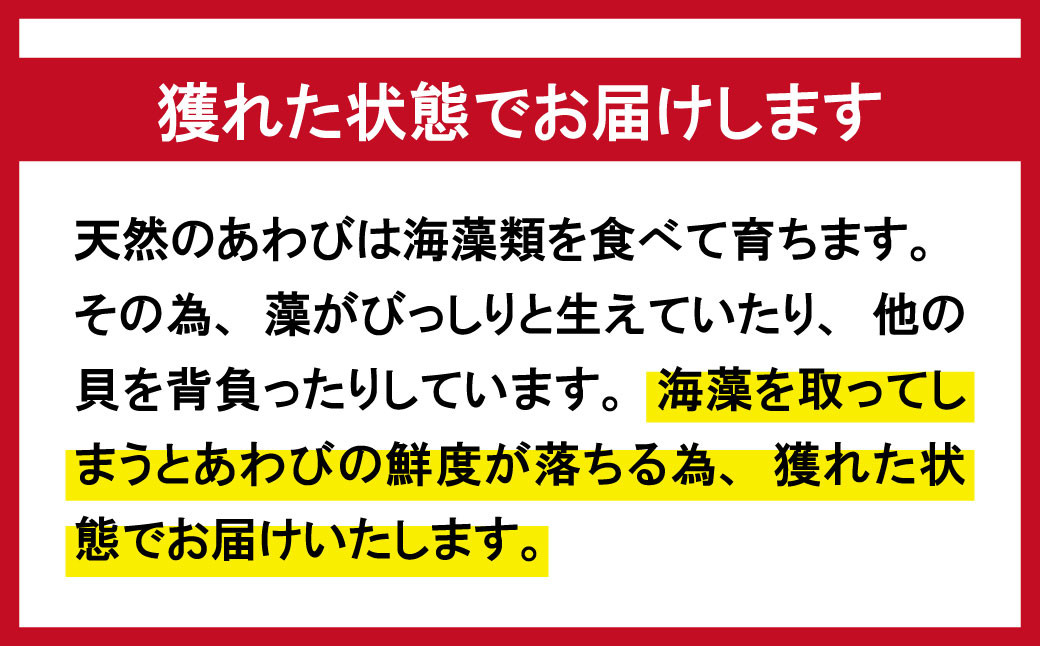約500g(4個前後)の活あわびを冷蔵で、獲れた状態でお届けします