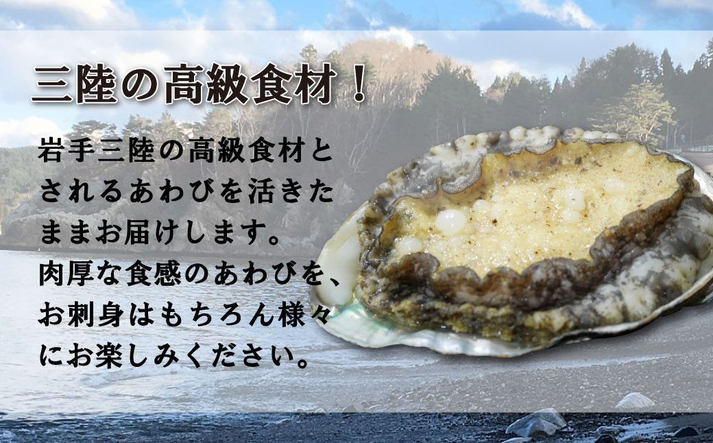 岩手三陸の高級食材！三陸の海藻類を食べて育った天然のあわび