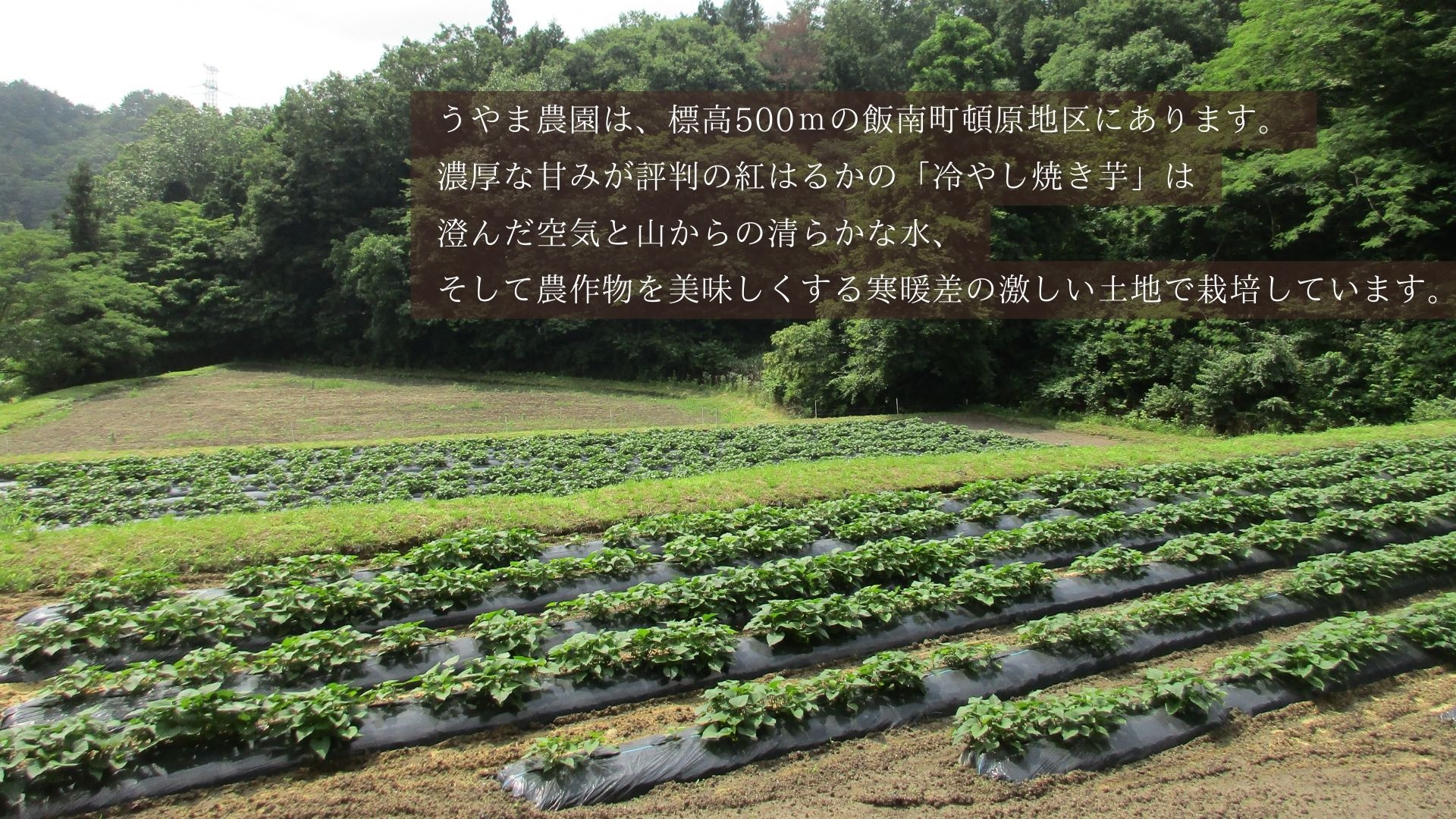 有機肥料のみで栽培しています。