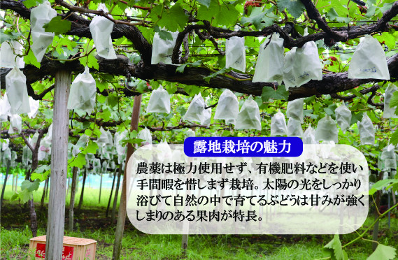 農薬は極力使用せず、また有機肥料などを使い、手間暇を惜しまず育てています