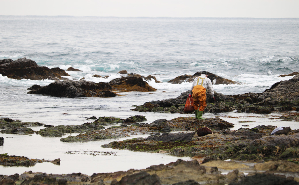 鴨川の沖合は黒潮が北上している影響で豊かな漁場となっており、四季を通じて美味しい海の幸が楽しめます