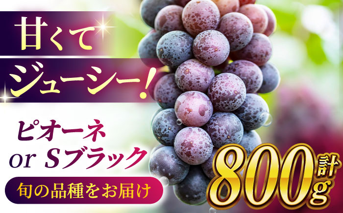 ピオーネ Sブラック 800g 2房 ブドウ 葡萄 国産 熊本県 山鹿 果物 くだもの フルーツ ぶどう ブランド 送料無料