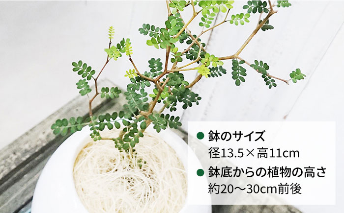 観葉植物 緑 グリーン 暮らし インテリア 植物 鉢 おしゃれ 室内