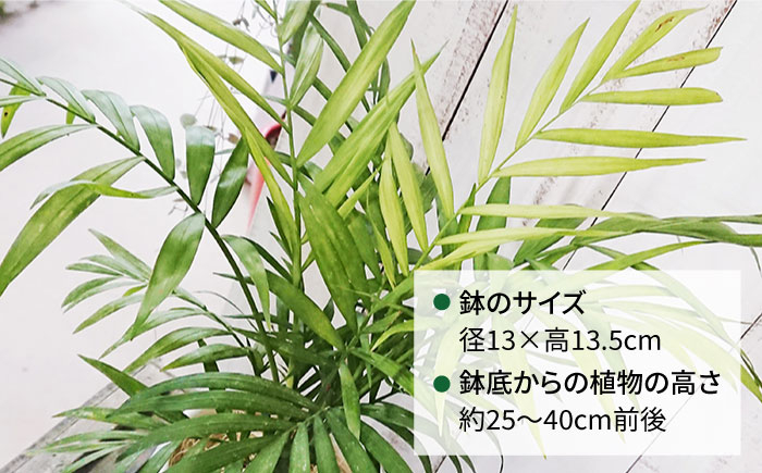 観葉植物 緑 グリーン 室内 インテリア ヤシの木 テーブルヤシ