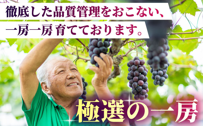 ピオーネ Sブラック 800g 2房 ブドウ 葡萄 国産 熊本県 山鹿 果物 くだもの フルーツ ぶどう ブランド 送料無料
