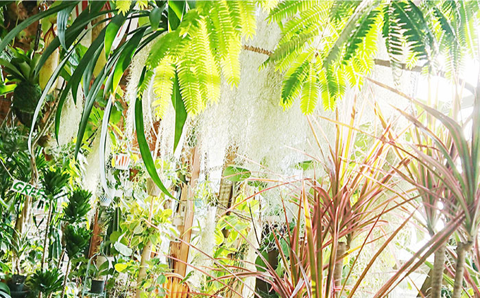 観葉植物 緑 グリーン 室内 インテリア ヤシの木 テーブルヤシ