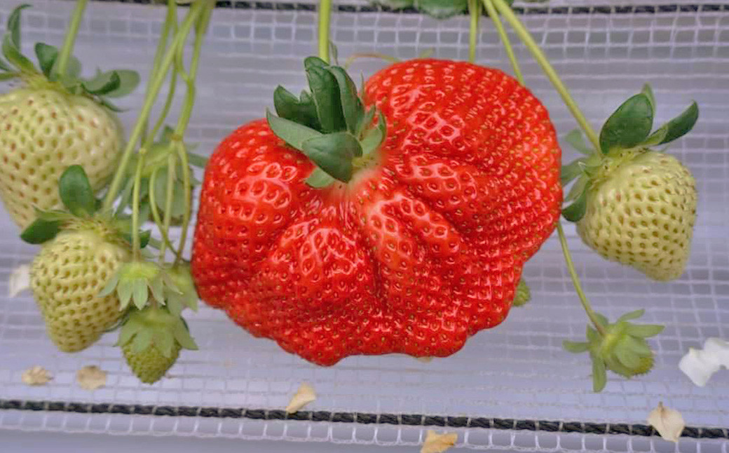 厳選 大粒 あまおう 4パック 苺 いちご フルーツ 国産 冷蔵