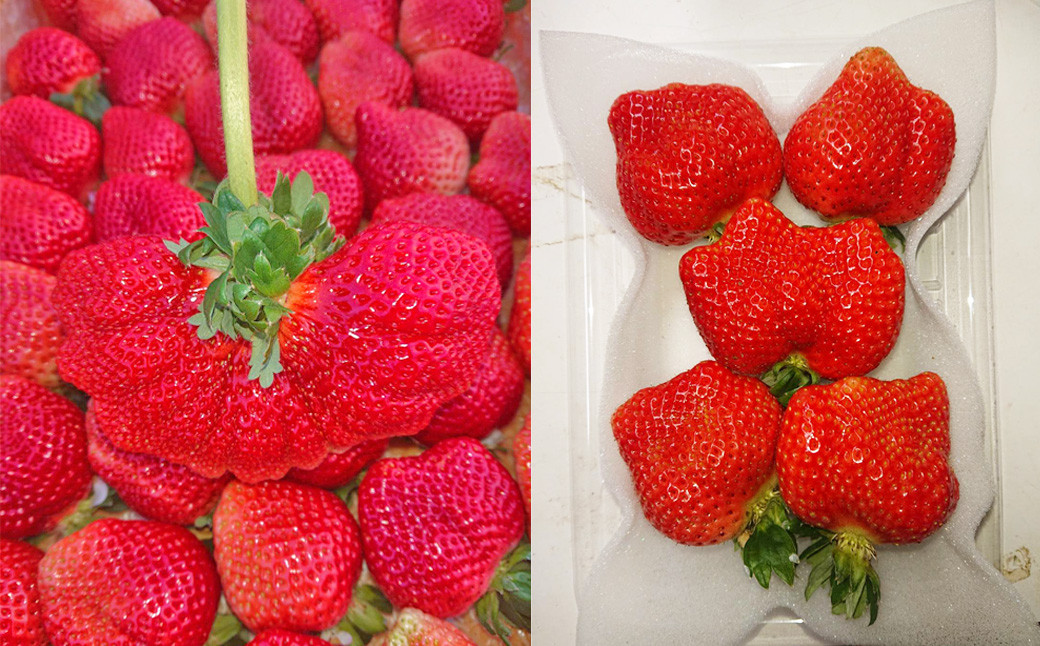 厳選 大粒 あまおう 4パック 苺 いちご フルーツ 国産 冷蔵