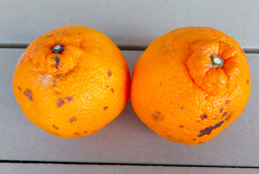 不知火(デコポンと同品種)【規格外品】ご家庭用 約4kg サイズ不選別