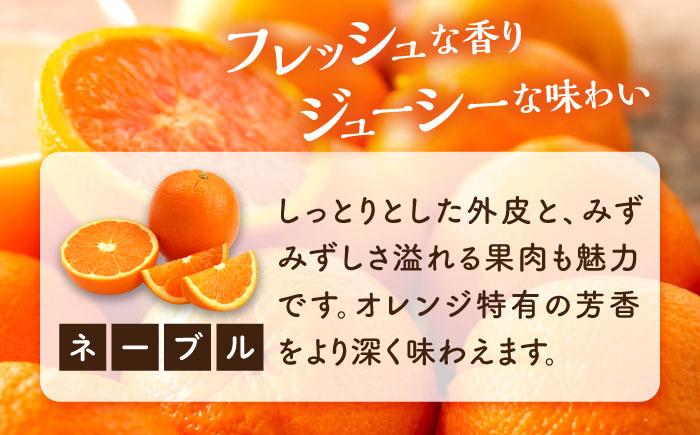 みかん ミカン mikan 柑橘 柑橘類 蜜柑 フルーツ 果物 果実