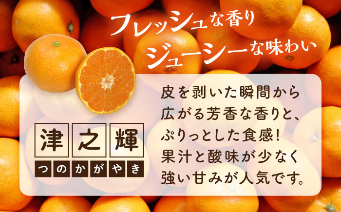 みかん ミカン mikan 柑橘 柑橘類 蜜柑 フルーツ 果物 果実