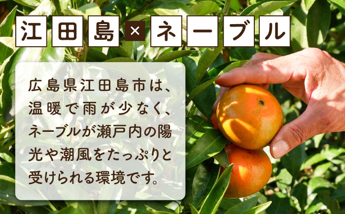 みかん ミカン mikan 柑橘 柑橘類 蜜柑 フルーツ 果物 果実