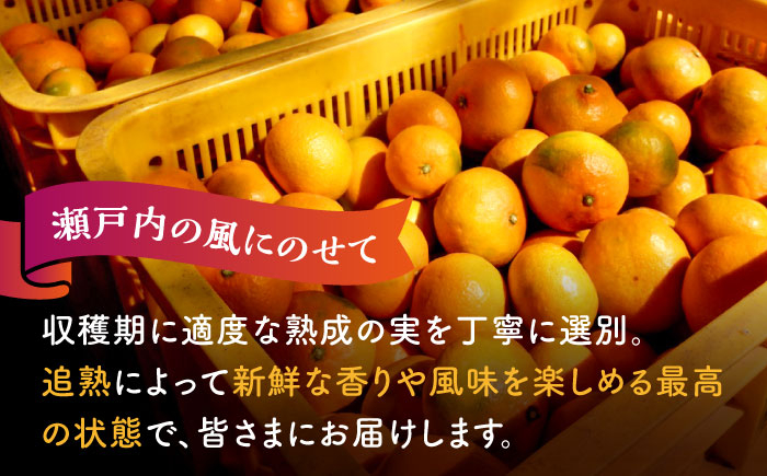 みかん ミカン mikan 柑橘 柑橘類 蜜柑 フルーツ 果物 果実