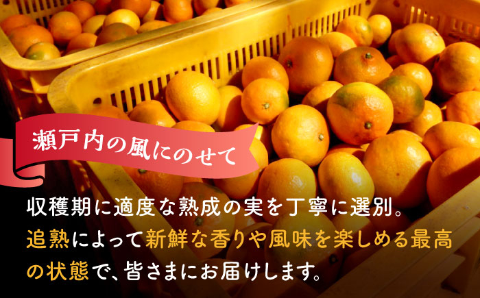 みかん ミカン mikan 柑橘 柑橘類 蜜柑 フルーツ 果物 果実