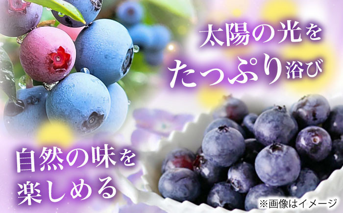 ブルーベリー フルーツ 果物 1kg 国産 冷凍 1袋 お菓子作り スイーツ 冷凍