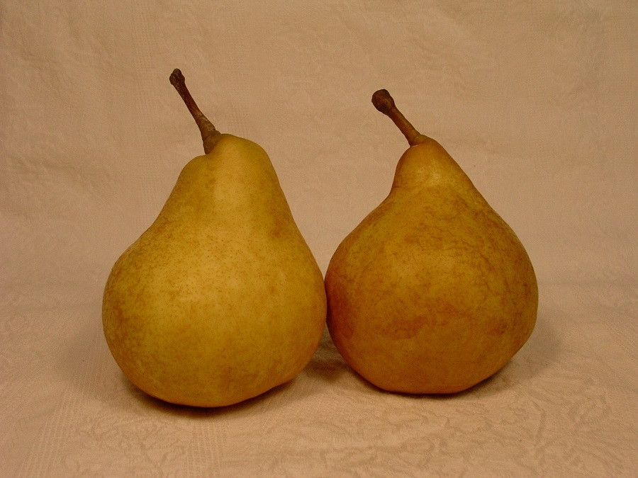 果皮がこの程度の黄褐色になったら食べごろです。