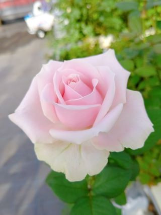 スィートアヴァランチェ