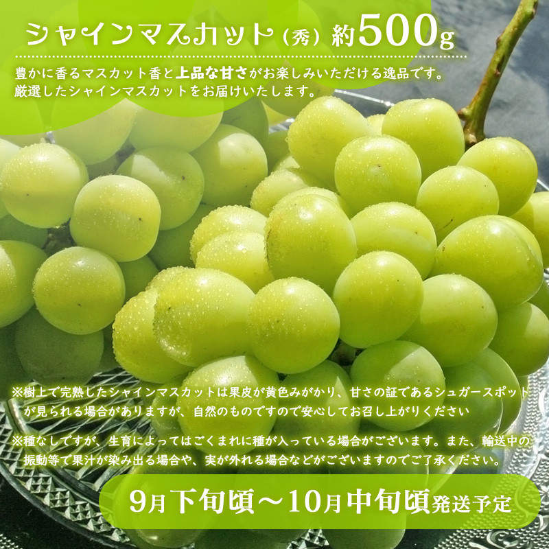 【3品目】ぶどう「シャインマスカット」【秀品】約500g