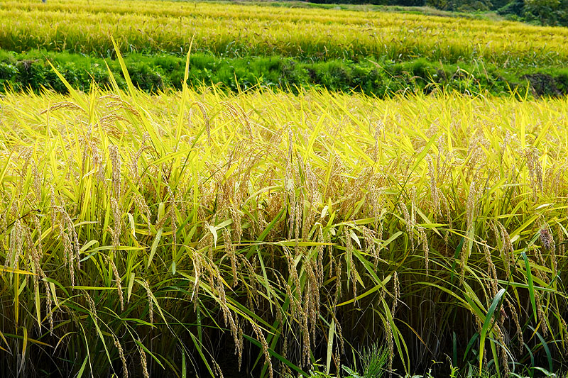 【白米】山形県産 棚田米 白鷹ほまれ 10kg 