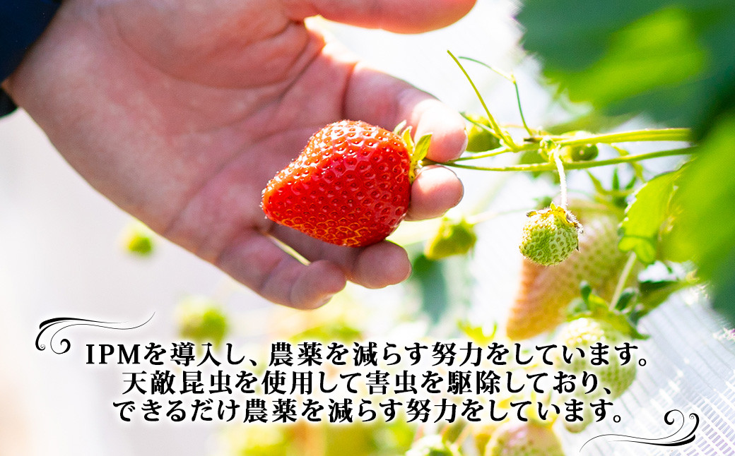 【訳あり】完熟あまおう 4パック
