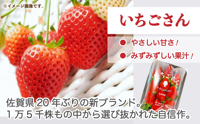 佐賀のブランドいちご いちごさん 約1kg（約250g×4p）/中村青果店 [UDK007] いちご イチゴ 苺 果物 フルーツ