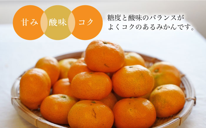 長崎県産 温州みかん ミカン フルーツ 果物 果実 先行予約