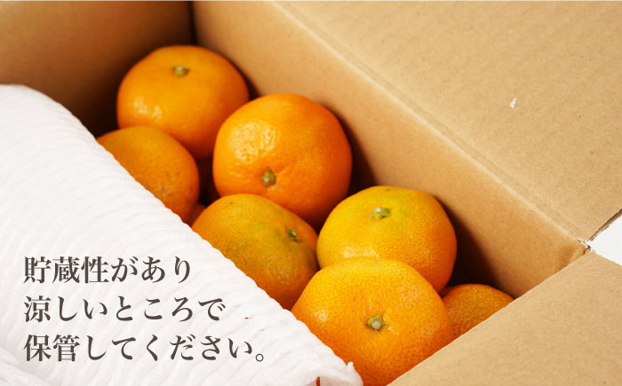 長崎県産 温州みかん ミカン フルーツ 果物 果実 先行予約