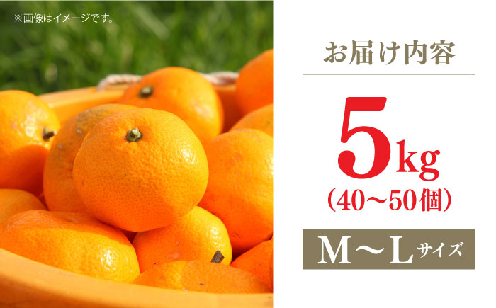 長崎県産 温州みかん ミカン フルーツ 果物 果実 先行予約