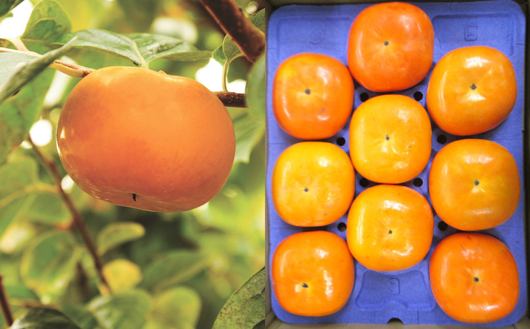 福岡県産 博多秋王【優等品】 計約10.5kg以上【約3.5kg以上(8玉~12玉入り) ×3箱】