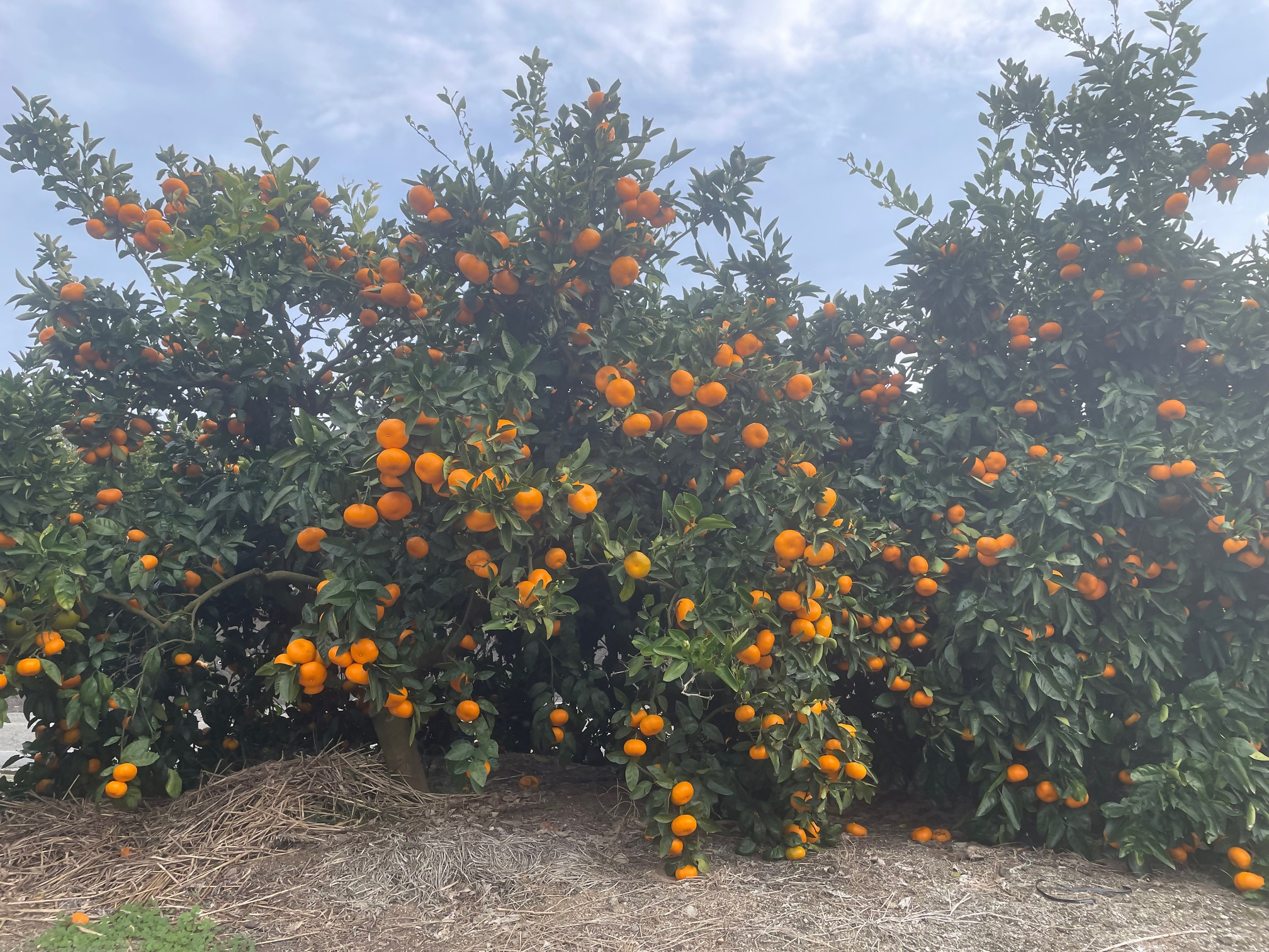 紅まどんなを開発した愛媛県果樹研究センターが栽培！ 温州みかん（愛媛県オリジナル品種 ひめのか） 2kg 1箱