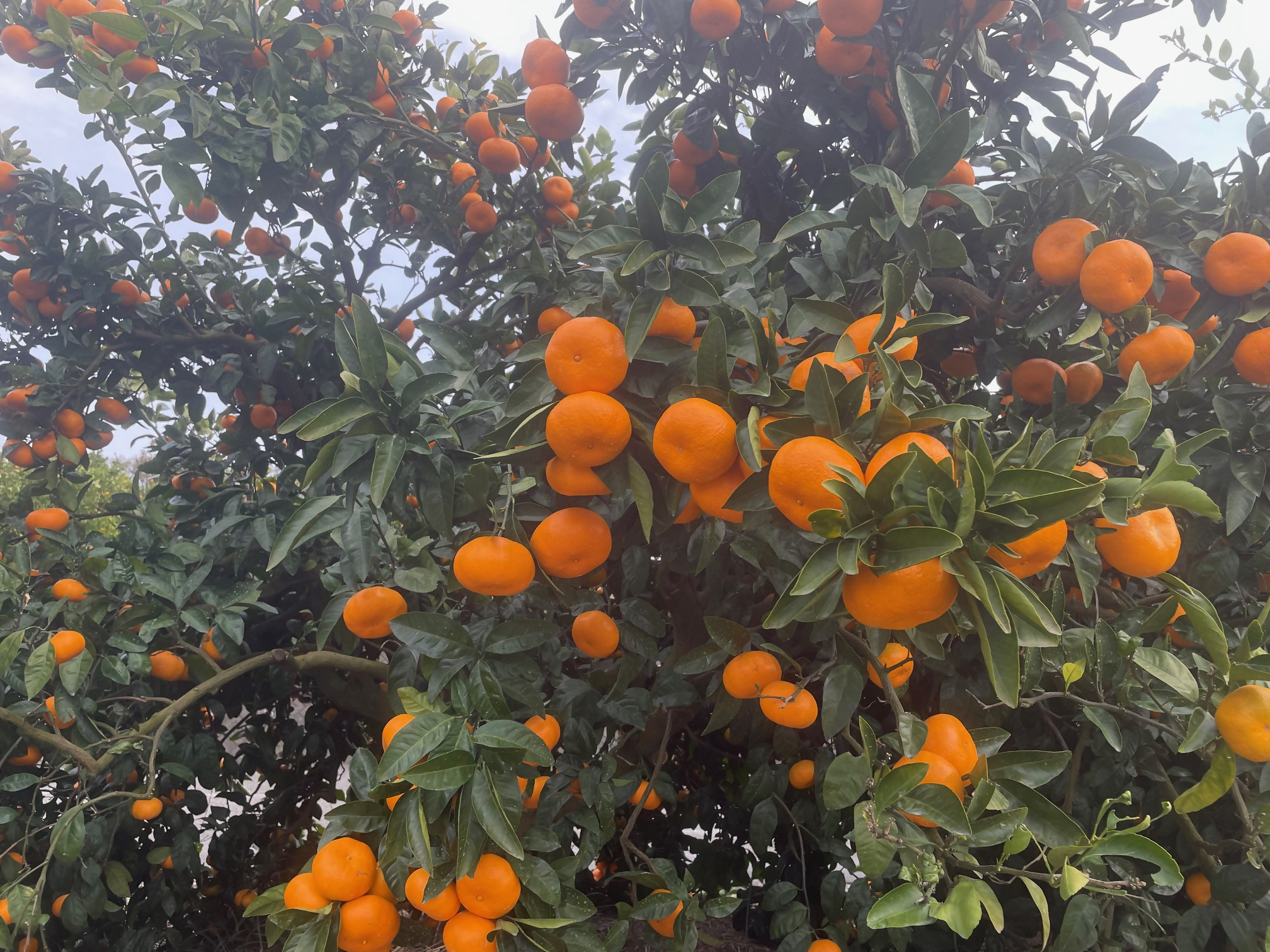 紅まどんなを開発した愛媛県果樹研究センターが栽培！ 温州みかん（愛媛県オリジナル品種 ひめのか） 2kg 1箱