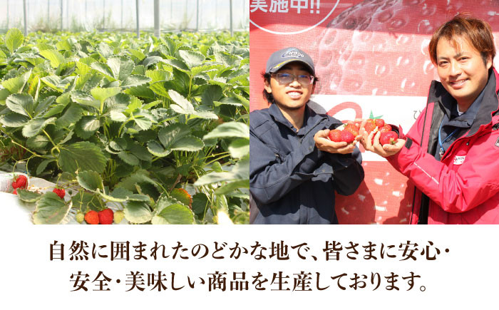 あまおう いちご 苺 イチゴ 特上 ギフト プレゼント 贈答用 贈り物 お祝い フルーツ 高級いちご 人気  国産 おすすめ