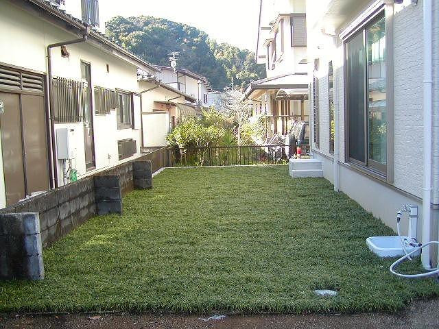 玉竜 タマリュウ たまりゅう 2枚