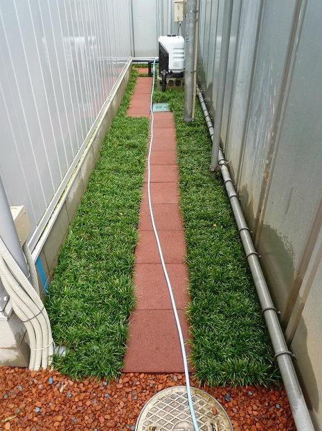 玉竜 タマリュウ たまりゅう 2枚