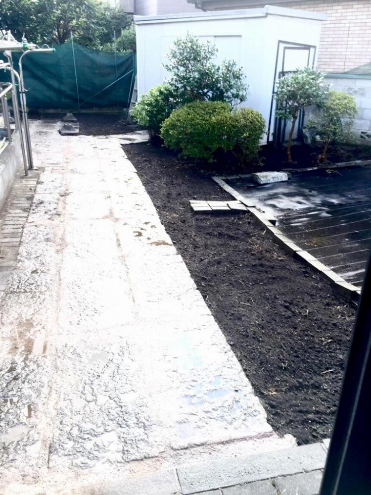 玉竜 タマリュウ たまりゅう 6枚