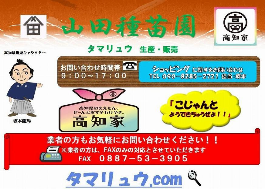 玉竜 タマリュウ たまりゅう 4枚