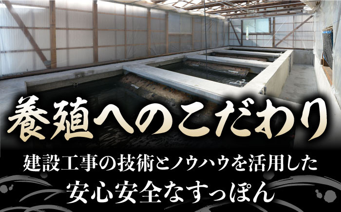 すっぽん スッポン コラーゲン 珍味 海鮮 魚介類 鍋 ナベ なべ セット