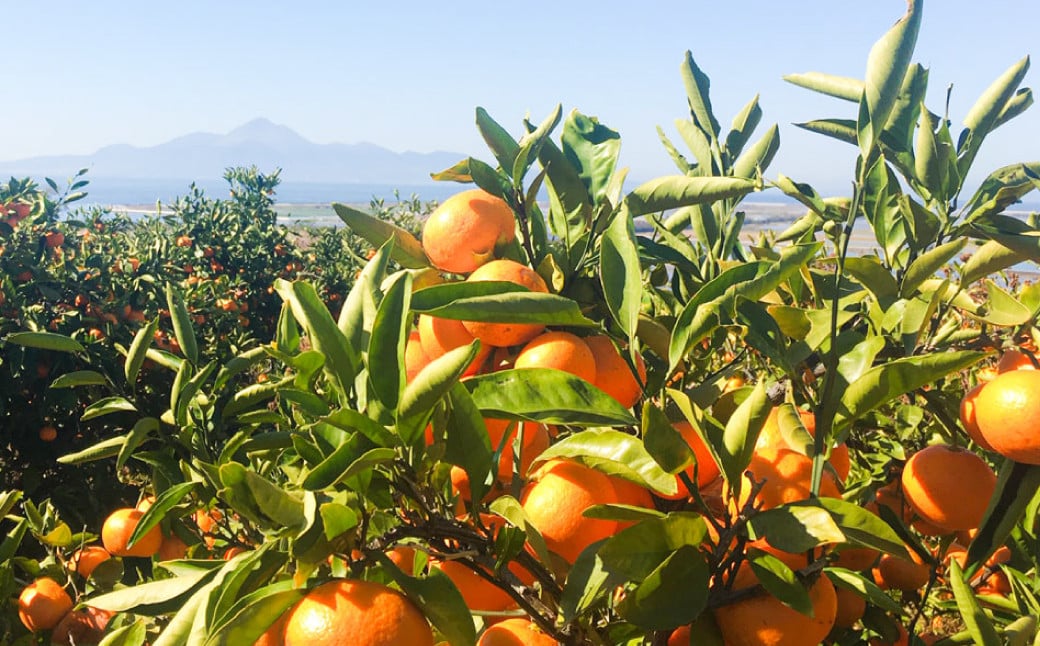 熊本県産みかん BUSAIKU MIKAN 3kg