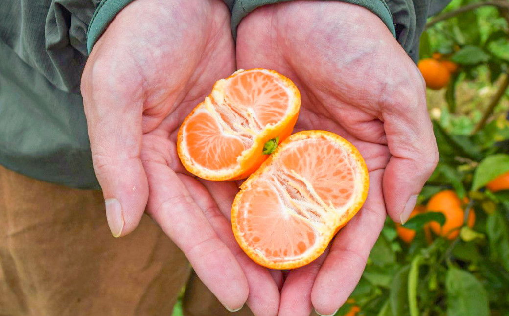 スパークリングみかんワイン BUSAIKU WINE Sparkling 720ml