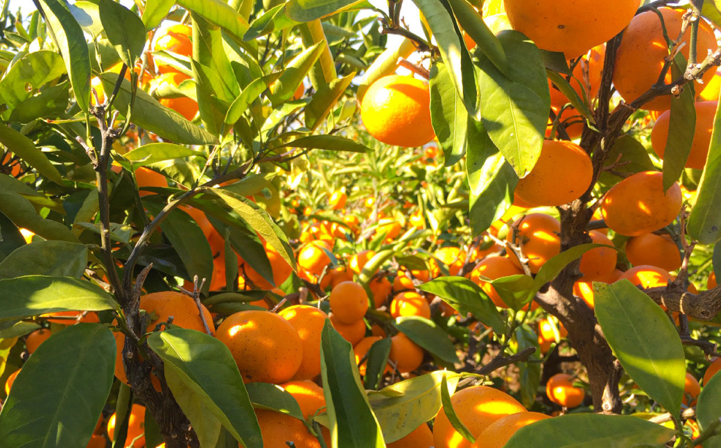 熊本県産みかん BUSAIKU MIKAN 7kg